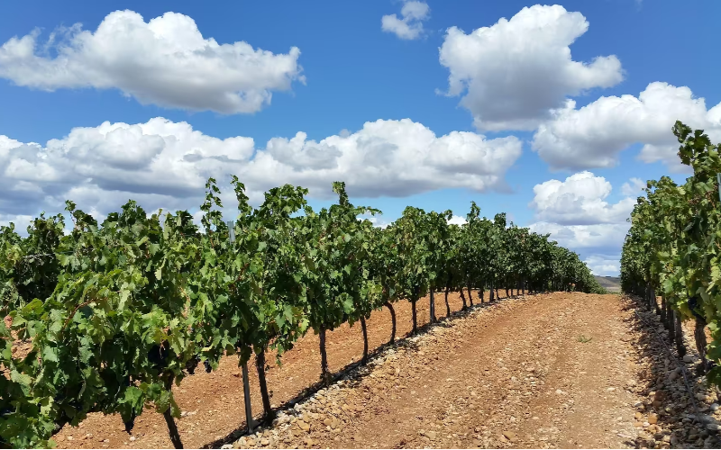 viñedos españoles bajo un cielo despejado